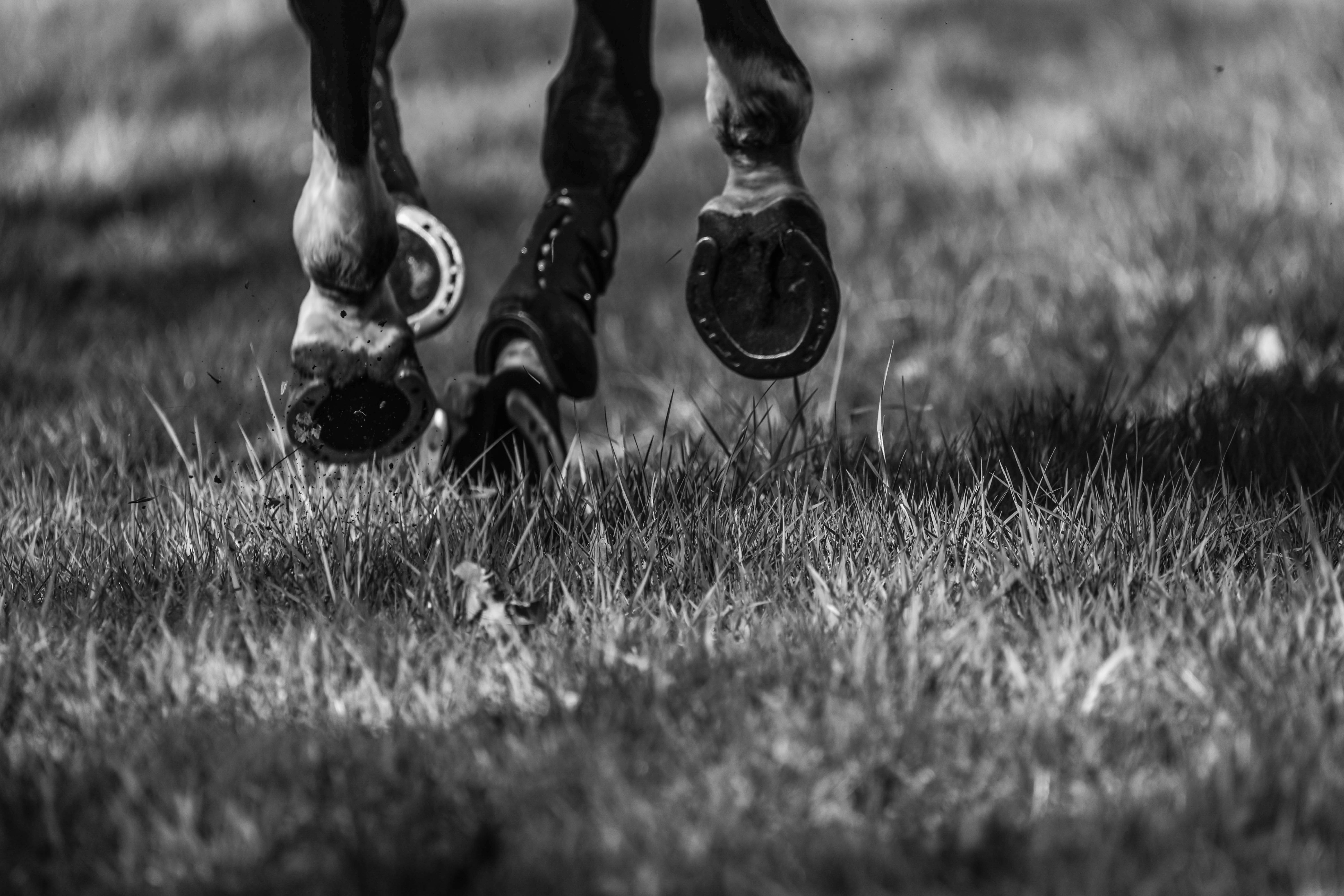 Equestrian Sport